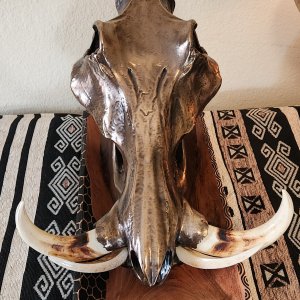 Metalized Warthog Skull Taxidermy