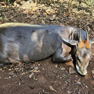 Yellow-Backed Duiker Hunt Central African Republic