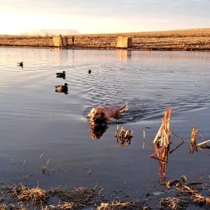 Bird Hunting with Retrievers South Africa