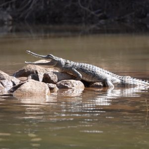 Crocodiles Australia