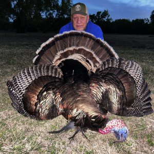 Five Bearded Wild Turkey Hunt Texas
