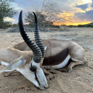 Springbok Hunt Namibia