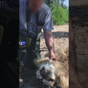 Successful Kalahari Lion hunt Highlights | Part 1