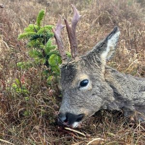Roe Deer Hunt Scotland