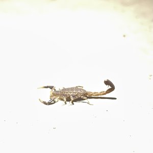 Scorpion Zambia