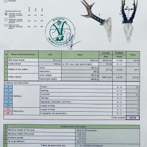 Roe Deer National Record Certificate