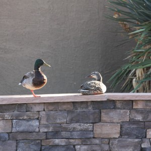 Ducks on the Pool