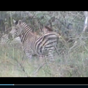 Bowhunting Zebra at Spiral Horn Safaris in SA