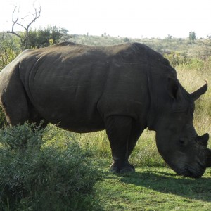 Rhino at Pilannisburg National Park South Africa