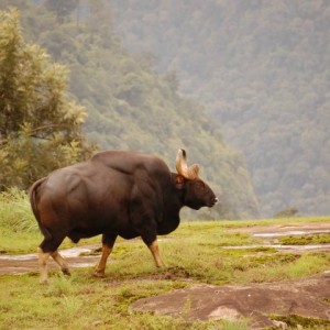 Hunting Gaur Bison