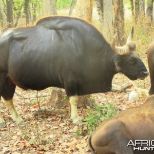 Hunting Gaur Bison