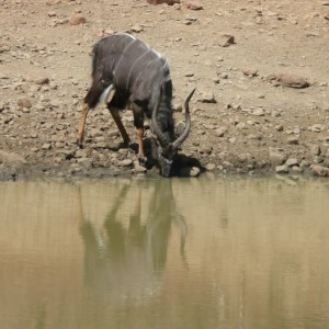 Nyala at water SA