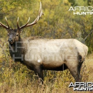Bowhunting Vitals Elk