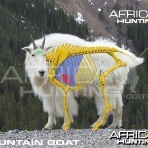 Bowhunting Vitals Mountain Goat