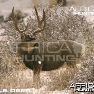 Bowhunting Vitals Mule Deer