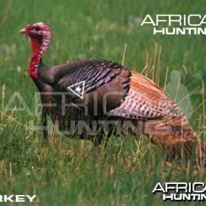 Bowhunting Vitals Turkey
