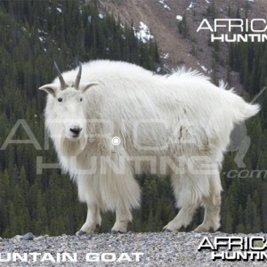 Hunting Vitals Mountain Goat
