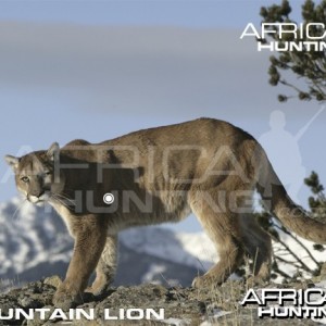 Hunting Vitals Mountain Lion