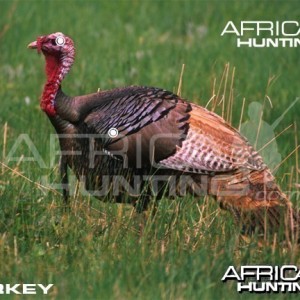 Hunting Vitals Turkey