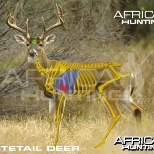 Hunting Vitals Whitetail Deer