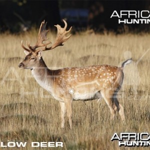 Bowhunting Vitals Fallow Deer