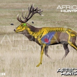 Hunting Vitals Deer