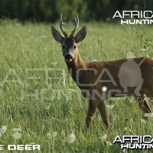 Hunting Vitals Roe Deer