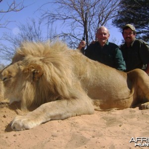 Hunting lion with Savanna hunting safaris
