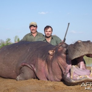Hippo with Savanna Hunting Safaris