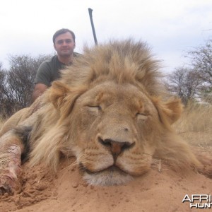 Lion with Savanna Hunting Safaris
