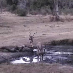 2 good representatives for a dream kudu hunt!