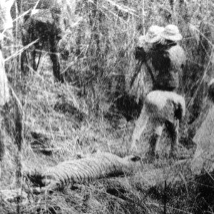 Hunting Tiger 1886