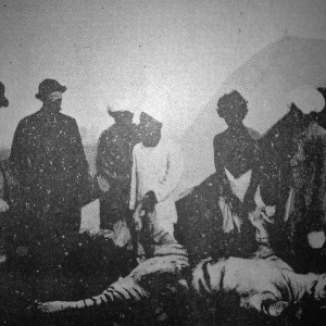 Tiger being skinned 1885