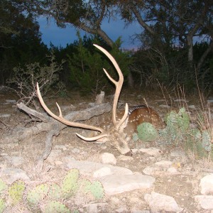 Sonora, TX My Axis buck 2010