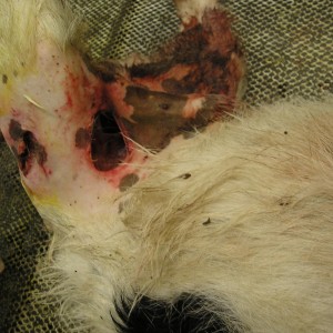 Dog Impaled by Bushbuck