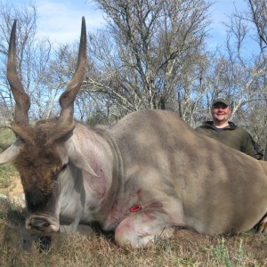 Cape Eland hunted with Andrew Harvey Safaris
