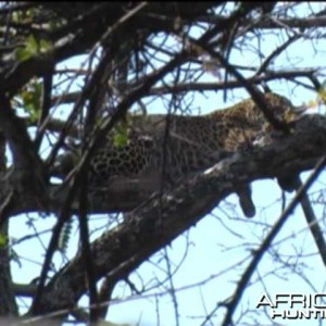 Arrow entering the leopard's liver