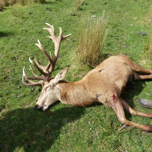red deer stag my wife shot in new zealand