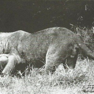Lion mauling
