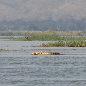 10' croc - 100 yds from the Hippo I shot