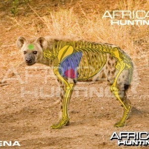 Bowhunting Hyena Shot Placement