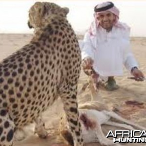 Hunting with Cheetah