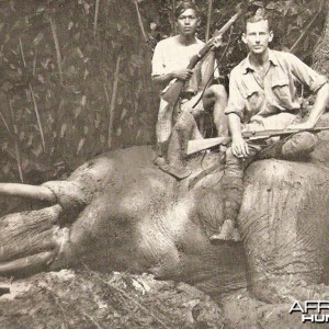 Indonesia Elephant