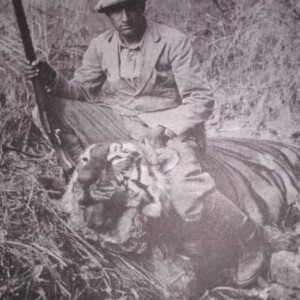 Hunting Tiger