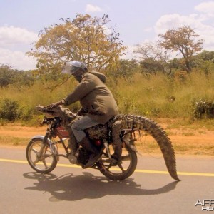 Croc on a bike