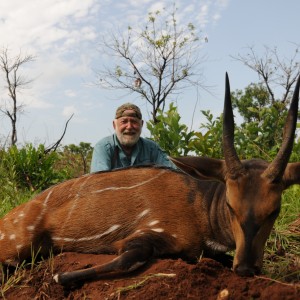 Harnessed Bushbuck hunt with CAWA in CAR