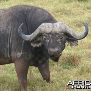 Global Rescue performs field rescue for woman gored by Cape buffalo in Zim