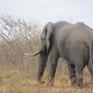 Elephant Botswana