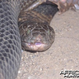 Global Rescue evacuates man bitten by African Cobra