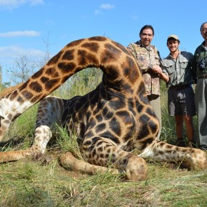 Giraffe with Savanna Hunting Safari's